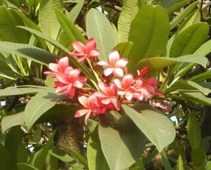 Plumeria -Frangipani- Samen **Plumeria Rubra** Auch Tempelbaum genannt - Bild 1 von 2