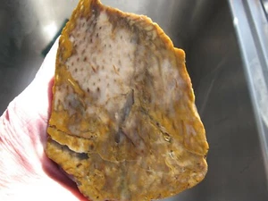 Colorado versteinertes Palmenholz ** grobes Exemplar * 1 Pfund 5 Unzen - Bild 1 von 12