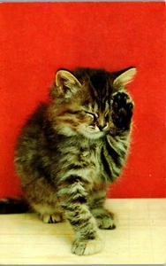 Kitten - Sleepy Kitten - Greeting from Jenks OK - Vintage Postcard PP1 - Picture 1 of 2