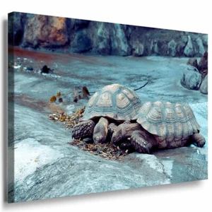 Schildkröten Paar Leinwandbild AK Art Bilder Mehrfarbig Kunstdruck XXL Wandbild - Bild 1 von 1