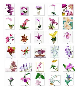 30 Etichette Indirizzi Personalizzate Bellissime Orchidee - Foto 1 di 3