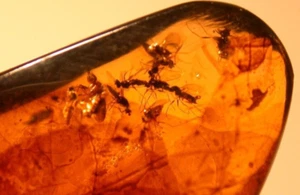 Cretaceous SWARM of 20 Flies in Burmese Burmite Amber Fossil from Dinosaur Age - Picture 1 of 9