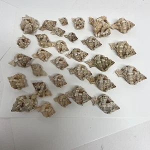 Lot 30 Apple Murex Sea Shell Seashells Crafting Crafts Cleaned & Oiled - Picture 1 of 11