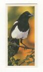 Bird Trade Card Magpie