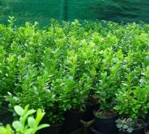 ENGLISH BOX 25+cm high in 75mm (3 inch) pots x 10 Garden Hedge Plant Border - Picture 1 of 2