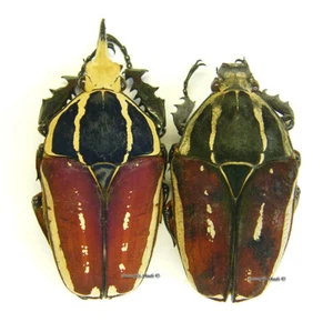 Unmounted beetle/Cetoniidae - Mecynorrhina torquata ugandensis, PAIR 9 - Picture 1 of 1