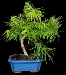 Bonsai - Pseudolarix - Goldlärche - Freiland - #7001 - Bild 1 von 1