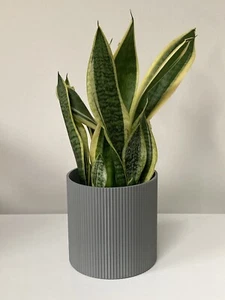 Eco Dark Grey Ribbed Pot 14cm - Picture 1 of 4