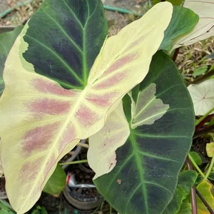Colocasia Bombilla Viva Tani Tuber Nuevo Híbrido Libre Certificado Fitosanitario - Imagen 1 de 24
