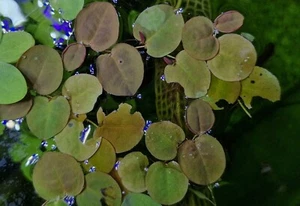 Live Aquarium Red Root Floating Plants Fish Tank Beginner - Picture 1 of 2