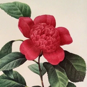 P. J. Redoute Flowers Camelia Anemonefolia Botanical Art Book Plate 17 Print - Picture 1 of 2