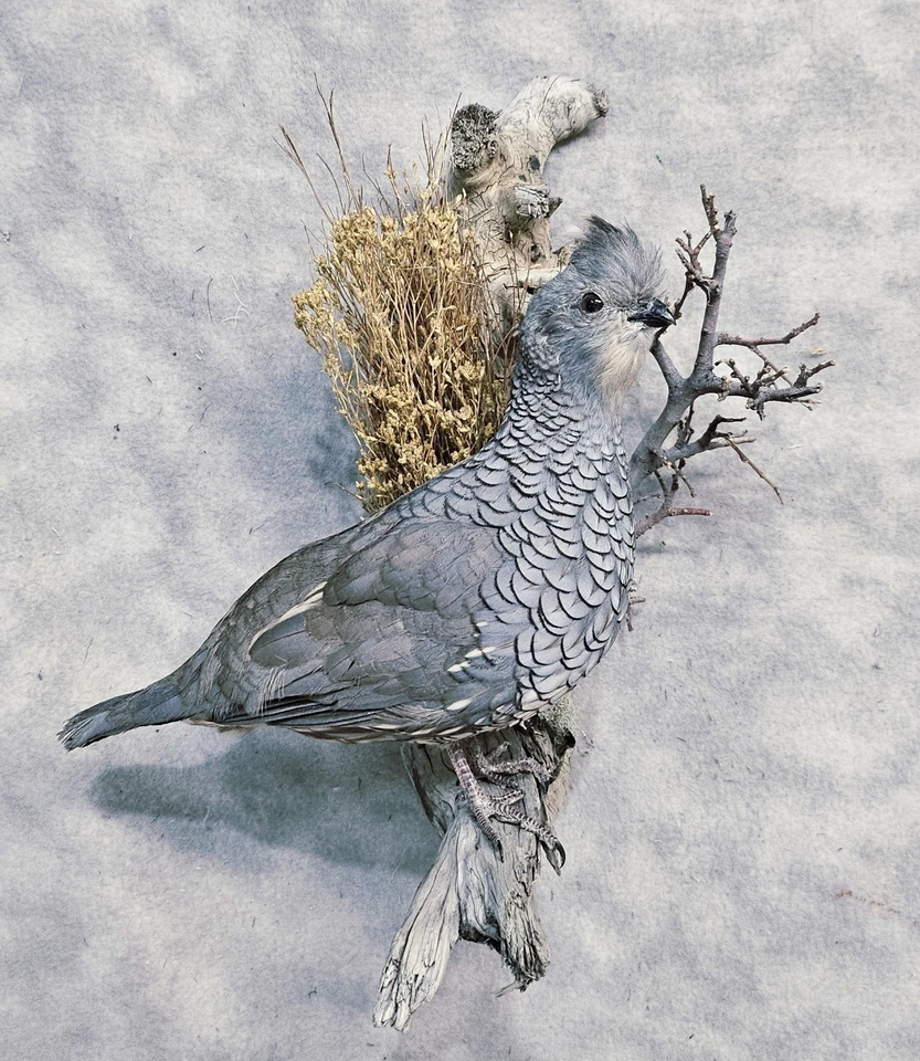 Красивый синий масштаб перепела тетерев фазан таксидермия птица искусства - Изображение 1 из 1