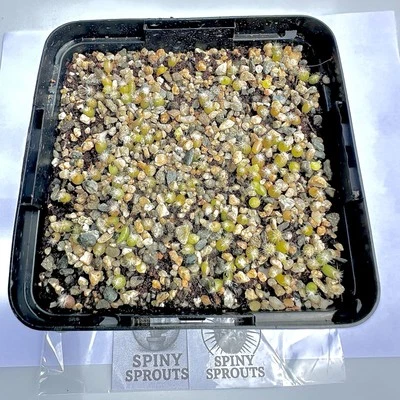 (120) Pack Rare SEEDS Custom Mix with free VIP Gift - Image 1 of 2