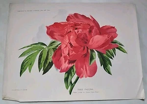 VINTAGE "AMATEUR GARDENING SUPPLEMENT" PRINTS YRS. 1904/5/6/8/9 PREOWNED. - Picture 1 of 24