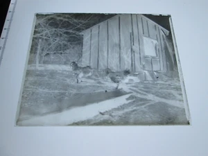 ONE (1) EARLY 1900s GLASS NEGATIVE: MAINE,  "CHICKENS WITH COOP". - Picture 1 of 1