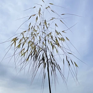 2 x Ornamental Grasses Stipa Gigantea Golden Oats Grass 9cm Pot - Picture 1 of 3