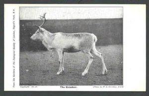 Ca 1915 PPC London Zoological Society Of London The Reindeer Mint - Picture 1 of 1