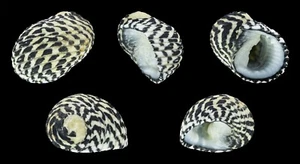 Snails Salt Water Nerite T. Snails 20 Pack - Picture 1 of 1