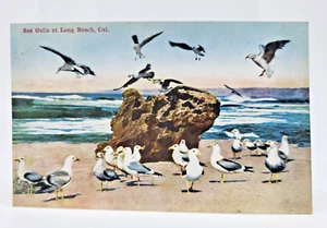 Vintage Postkarte Möwen am Long Beach, Kalifornien - Bild 1 von 2