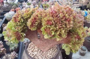 Aeonium Purple Crest 🏵️ Cutting cristata Succulent plant - Picture 1 of 3