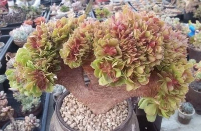  Aeonium Purple Crest  🏵️ Cutting  cristata Succulent plant - Image 1 of 3