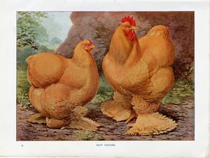 POULTRY BUFF COCHINS HENS ORIGINAL OLD 1911 ANTIQUE ART PRINT by  J. W. LUDLOW - Picture 1 of 1