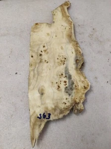 Baumscheibe  59 x 20 - 7 x 3  cm  Pappel Maser Epoxidharz  Poplar burl E 95 - Bild 1 von 12
