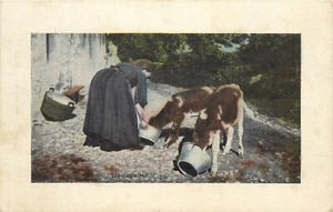 Feedinhg Time Woman Feeding Calves pm 1909 Postcard - Picture 1 of 2