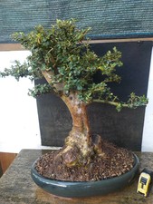 bonsai olivastro  h 52 cm visita il negozio