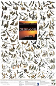 Bio-Poster "Greifvögel aus Europa" - Bild 1 von 3