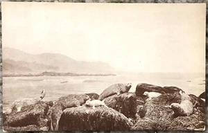 Harbor Leopard Seal Postcard - Vintage Golden Gate Park CA Academy of Sciences - Picture 1 of 2
