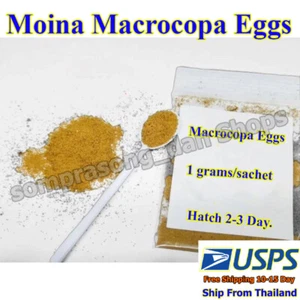 E4 Moina Macrocopa Eggs,Water Flea, Fish Food Live Hi protein Culture Hatching - Picture 1 of 5