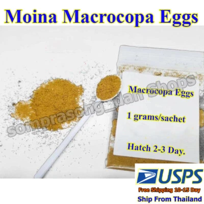 Huevos Moina Macrocopa 1 g Premium Pescado Freír Comida Viva Fácil Escotilla 2-3 Días Foto 1 de 4