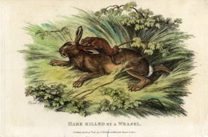 Antique Print-HARE-WEASEL-HUNTING-Howitt-1812 - Picture 1 of 1