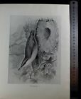Ornithology engraving Frohawk from British Birds 1890s NUTHATCH v gd condtn