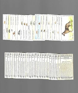 CIGARETTE CARDS. Wills Tobacco. Dogs. (Complete Set of 50). (1937). - Picture 1 of 1