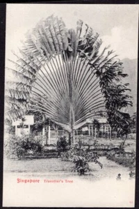 POSTAL PALMA DE ÁRBOL DE VIAJERO DE SINGAPUR - Imagen 1 de 2