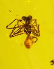 Fossil burmite Cretaceous Burmese amber spider insect fossil amber Myanmar