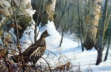 Winter Morning Ruffed Grouse  ByTIm Schultz  Signed and Numbered  Print