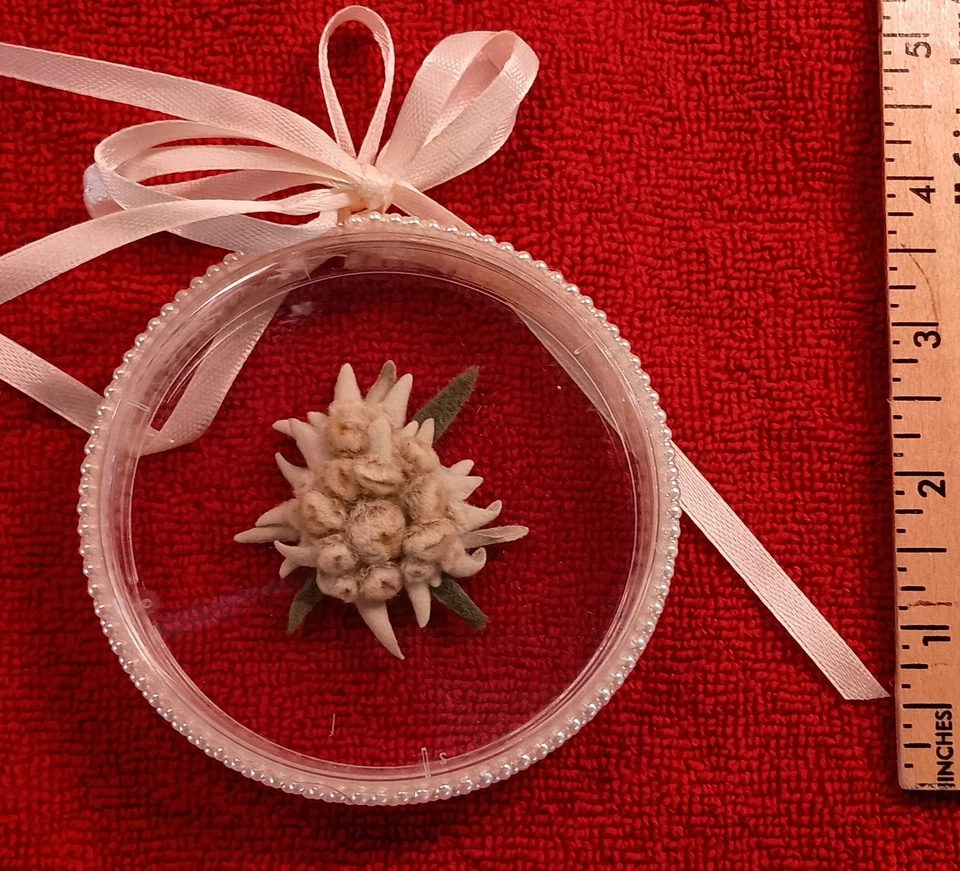 Flor Seca REAL Adorno Flor Edelweiss Redondo en Plástico Borde de Cuentas Redondas Foto 1 de 4