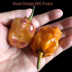 NEW Blood Orange BBG Purple 2024 Chilli seeds - Picture 1 of 2
