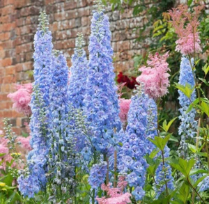 Delphinium BLUE BELL Larkspur Flower Spikes Cut Flowers Early Non-GMO 200 Seeds - Picture 1 of 10