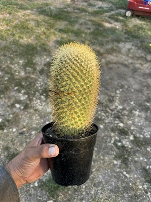 Mammillaria Rodantha Large Size Yellow Spines Cactus - Image 1 of 3