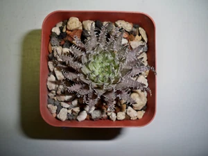 #750 - Haworthia Herbacea - Picture 1 of 3