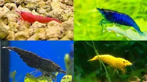 30x GAMBA NEOCARIDINA RED SAKURA, BLUE VELVET, BLACK SAKURA Y YELLOW NEON - Imagen 1 de 5
