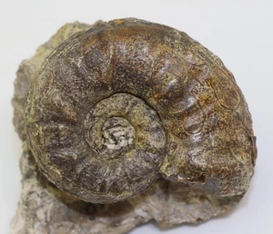 Ammonit, Steinmannites ingens, Trias, Nor, Noe Bihati, Timor, Indonesien-m267 - Picture 1 of 6