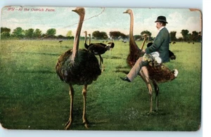 Postal en la granja de avestruces hombre en bombín montar avestruz Alemania DB c1910 - Imagen 1 de 2
