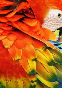 MACAW PARROT - Wild Birds Poster Picture Print Sizes A5 to A0 **FREE DELIVERY** - Picture 1 of 7