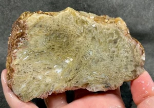 Horse Canyon Moss Agate Faced Rough - California - Picture 1 of 5