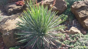 100 Korn MW52-2023 Yucca filamentosa x Yucca nana - Hybride - Freilandzucht - Bild 1 von 23